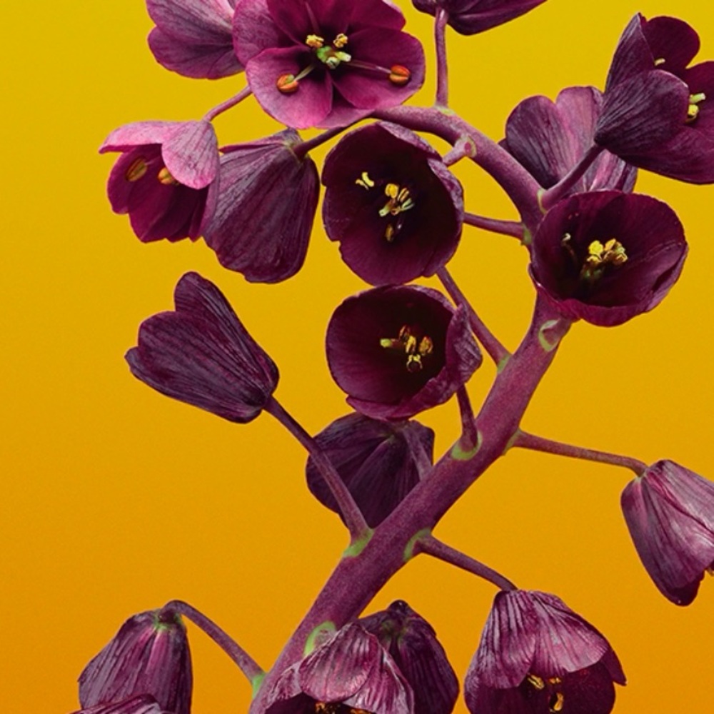 Meet your Posher, Elise